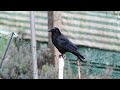 Hình ảnh và âm thanh của loài quạ đen
