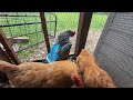 Feathers & Fury: Chicken Vs. New Saddle!