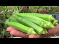 Easy Tips To Grow Okra in Bag from Seeds Till Harvest