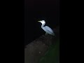 Blue heron catching shad in my fishing spot comes real close!!