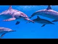 Aquarium 4K (ULTRA HD) - Exotic World Of Marine Reptiles And Coral Reefs With Soothing Music