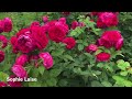 My visit to Tantau HQ in Germany | Rose Garden Tour | Rosen Tantau