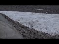 Gämsen am Morteratsch-Gletscher