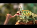 All About Lizards for Kids - Facts About Lizards for Children: FreeSchool