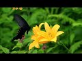 해파랑연서(Love Letter from Haeparang Trail)/ 여암 (자작곡)(노래 + Harmonica 악보)... 오월의 노래