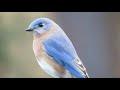 How to attract bluebirds to your yard - beginner and advanced tips!