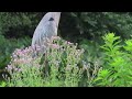 Take a nature walk with me. Variety of wildlife clips with relaxing background music.