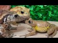 1 million views! Mr Frog 🐸 (Frog & Toad & Lizard & Salamander) summary