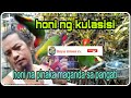 PINAKA MAGANDANG HONI NG KULASISI SA PANGATI.#kulasisi #parrot #kusi#honinghangingparrot