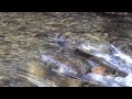 An American Dipper bathing.