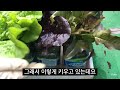 (꽃보다상추29)                                       안보면 후회할 👉 세상에서 가장쉬운👍 상추키우는 새로운방법 🥬 (자막은 끄실수 있어요)