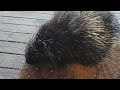 Pokey the Porcupine Losing his Winter Coat