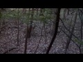 Deer eats leaf, swallows it whole -  Public Land Bowhunting
