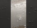 Hails falling rain  ☔🌧️ in Karachi| post by Honey Funny