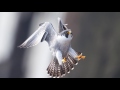 Why peregrine falcons are the fastest animals on earth