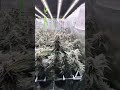 Day 60 Flower. Chop day . Spider-farmer LED