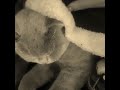 Asmr with Igor Alexandor # the best cat # british shorthair