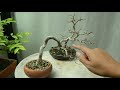 Gu Bonsai Workshop : ทำบอนไซโมกน้ำสกล 2 ต้น ไขข้อข้องใจโมกน้ำกับโมกลาต่างกันอย่างไร