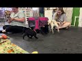 Adorable Pug Puppies - This is what happened