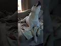 Sweet dog howling :)