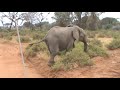 Irate Elephant chasing our van.  Kenya