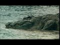 Pemakan Manusia Sejati!! - Saltwater Crocodile Documentaries