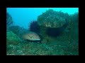 Sponges, Lobsters, Sea Urchins and More  - Time Lapse (TLC04)