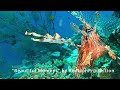 Ocean Dimensions - Dive Mix 15