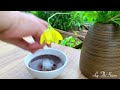 Planting the first roses in the garden, cooking black bean soup |Peaceful village