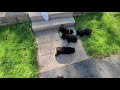 Pupdate: Puppy fun in the sun! 6/11/21