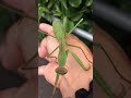 Mantis trying to eat my skin