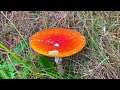 Exploring Tentsmuir National Nature Reserve, Leuchars Fife, Scotland - Following The Ice House Trail