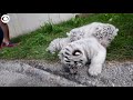 WEB EXTRA: White Bengal Tiger Cubs