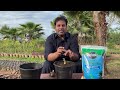 Growing Elephant Ear Plant | Colocasia Plant Care | Elephant Ear Indoor Plants