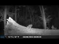 Owl on fallen tree