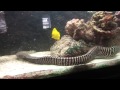 Volitan Lionfish vs Zebra Eel in predator tank