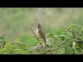 River Tame Spring Birds