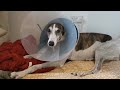 Greyhound Pains