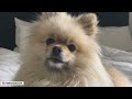 How to Train Your Pomeranian | Best Pomeranian Puppy Training Tips