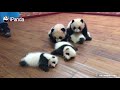 Must Watch 3 ! Pandas See Pandas Do | iPanda