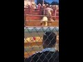 Bull riding from our local fair