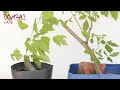 Actualização video Trabalho de manutenção em planta para bonsai