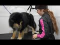 The Furnado KING has returned | Finnish Lapphund Epic Grooming