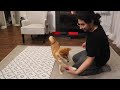 6 Month Shiba Inu TRICKS!! Freestyle Practice (unedited)