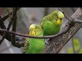 Wonderful Small Parrots | Soothing Nature Scenes | Stress Relief | Relaxing Bird Sounds | Calm Time