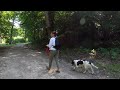 The Best English Springer Spaniel II Enzo on the trail II Cinematic Video