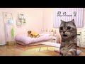 【猫ミーム】ホモだったをバレた説教猫.bb