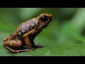 How Poison Frogs Evolved to Carry Tadpoles on Their Backs