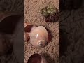 Hermit Crab Changes Shells