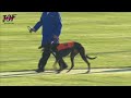 Greyhound racing - These dogs run 75 km/H!💥
